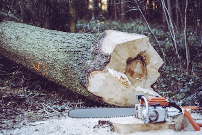 A large tree trunk lies horizontally in a forest setting, with visible bark and a chainsaw placed nearby on the ground. Sawdust is scattered around, indicating recent cutting activity. The background consists of dense, slightly blurred trees and undergrowth.