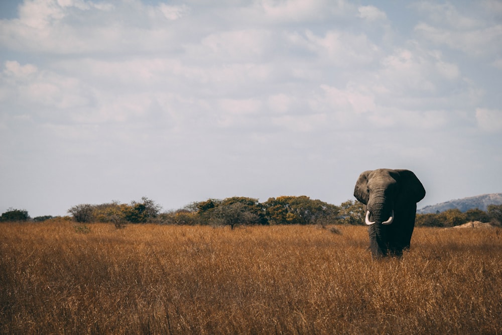 Foto eines grauen Elefanten auf Gras