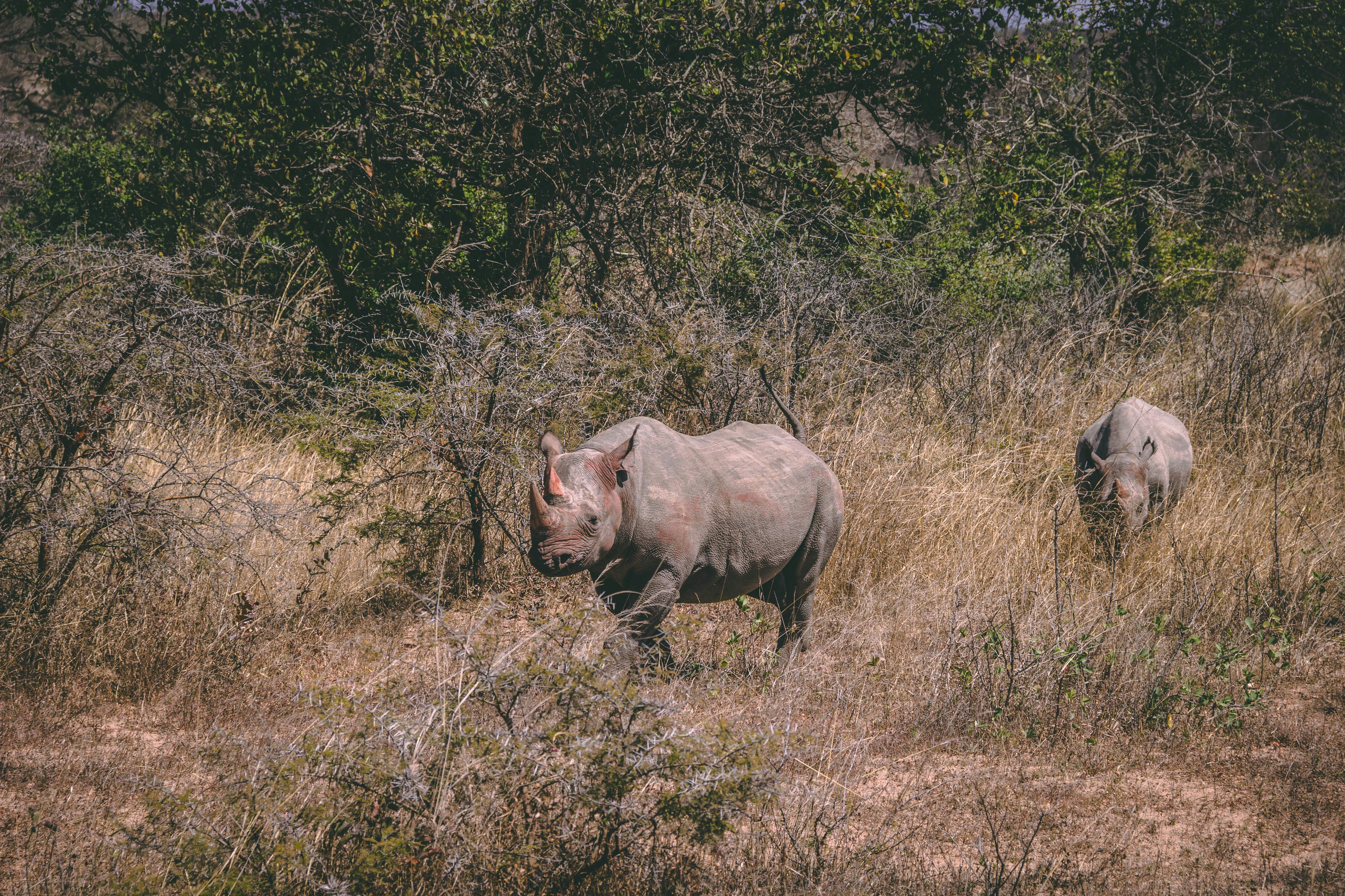 two brown rhinoceros under sunny sky