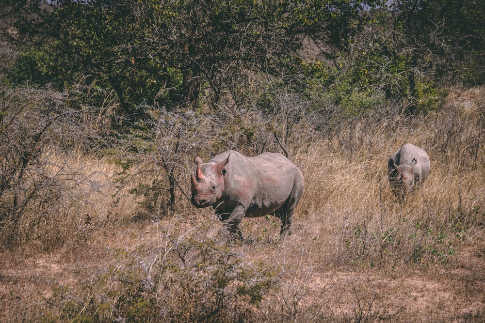 two brown rhinoceros under sunny sky