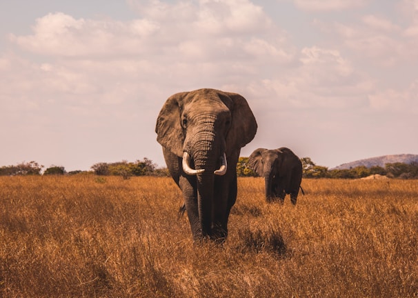 two elephants walking on grass covered ground