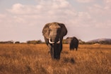 two elephants walking on grass covered ground