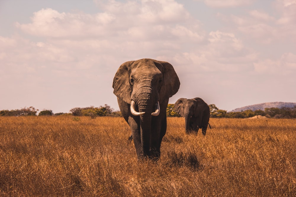 풀로 덮인 땅 위를 걷는 코끼리 두 마리