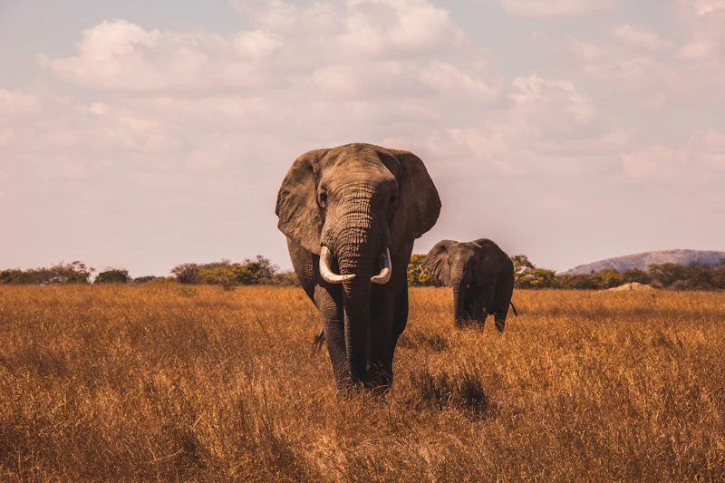 A lone elephant on the golden plains