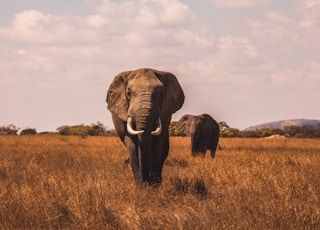 two elephants walking on grass covered ground