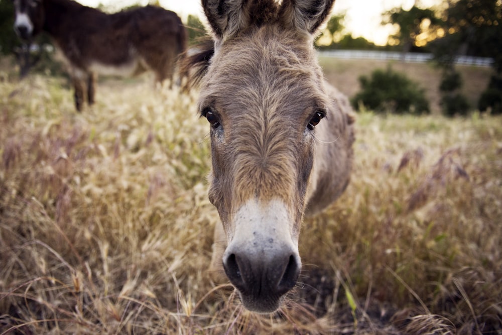 closeup photography of brown horse