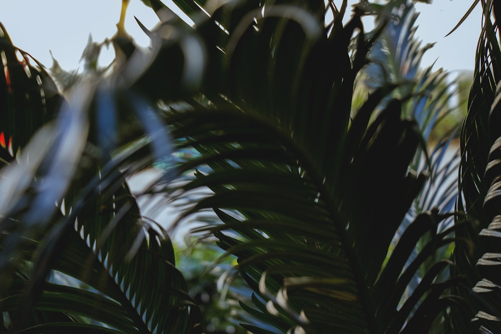 closeup photo of green palm plant