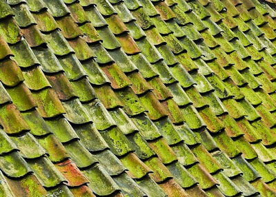 close-up photo of green shingle roof