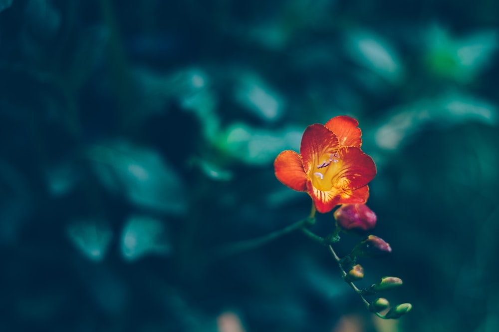 selective focus photography of orange flower