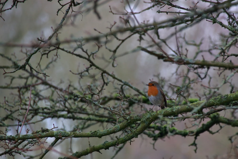 나뭇가지에 서 있는 검은색과 주황색 새