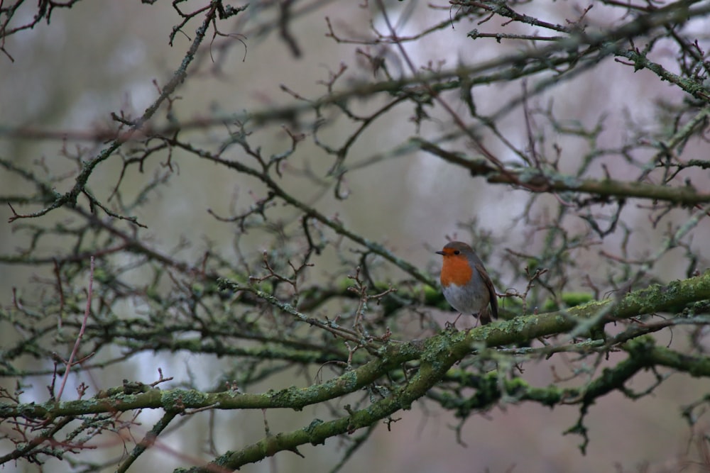 uccello nero e arancione in piedi sul ramo dell'albero