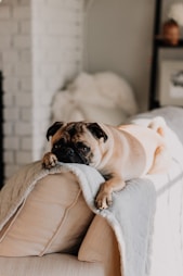 dogAdvisor | dogadvisor | dog advisor | dogAdvisor.dog
