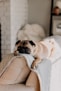 fawn pug lying on gray blanket