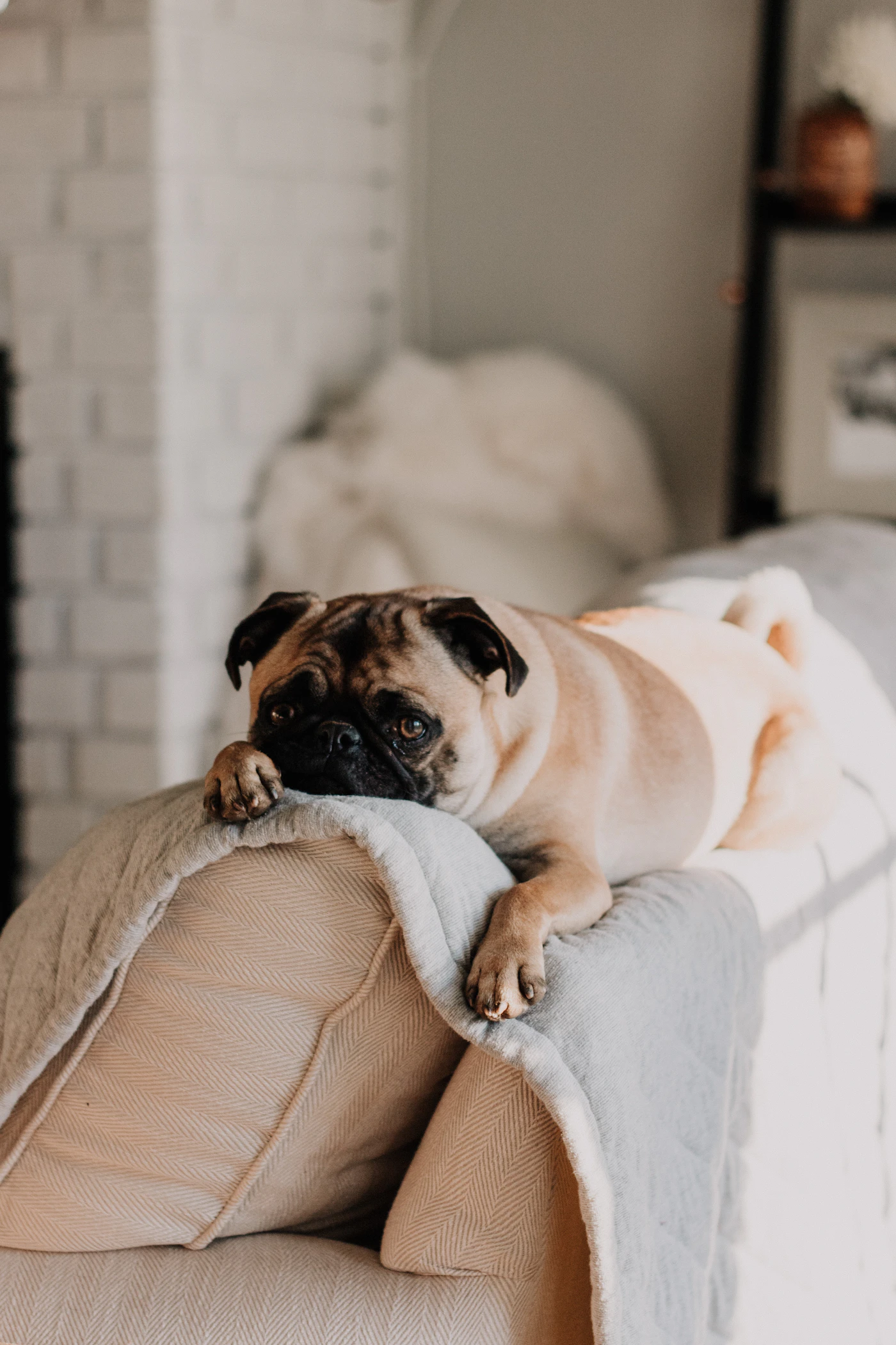 A fawn pug resting calmly on the back of a beige sofa in a bright, cozy living room