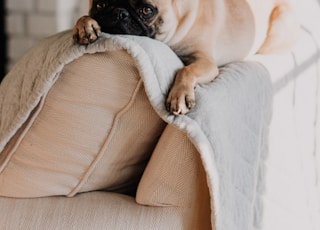 fawn pug lying on gray blanket