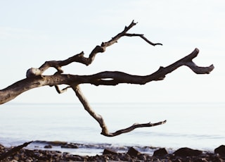 close up photography of driftwood near sea