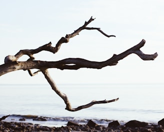 close up photography of driftwood near sea