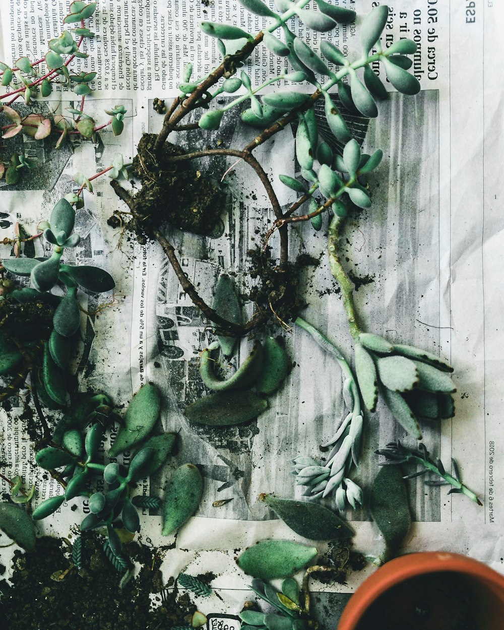 rubber fig plants lying on gray newspaper