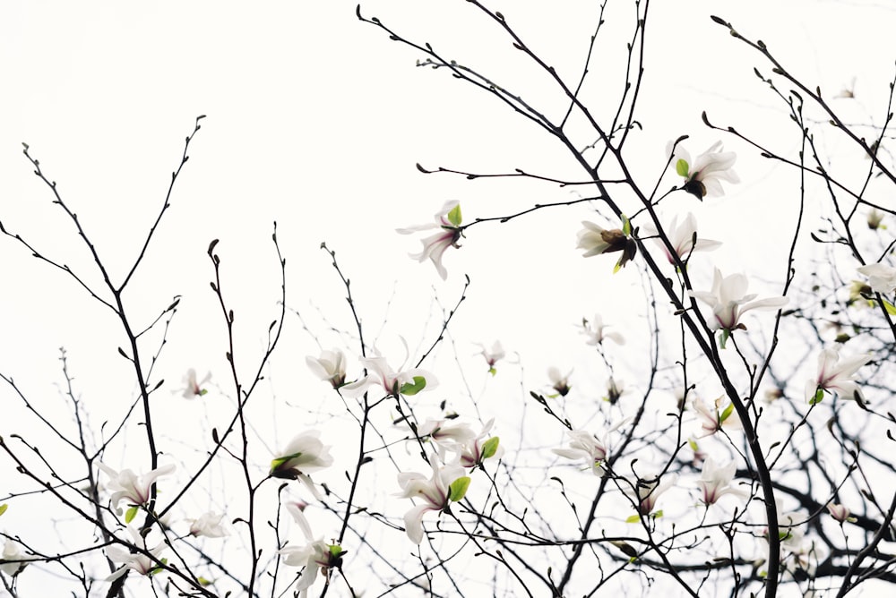 fleurs à pétales blancs en fleurs