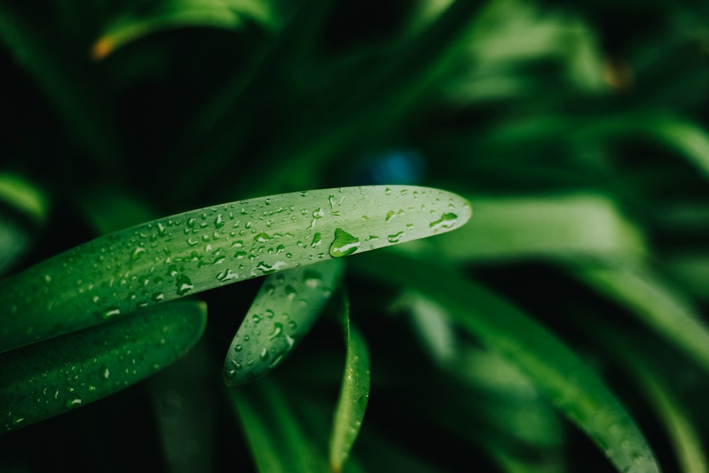 녹색 선형 잎 식물의 근접 촬영 사진
