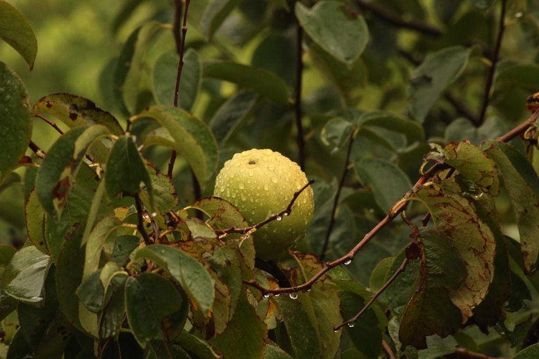 a fruit in the tree