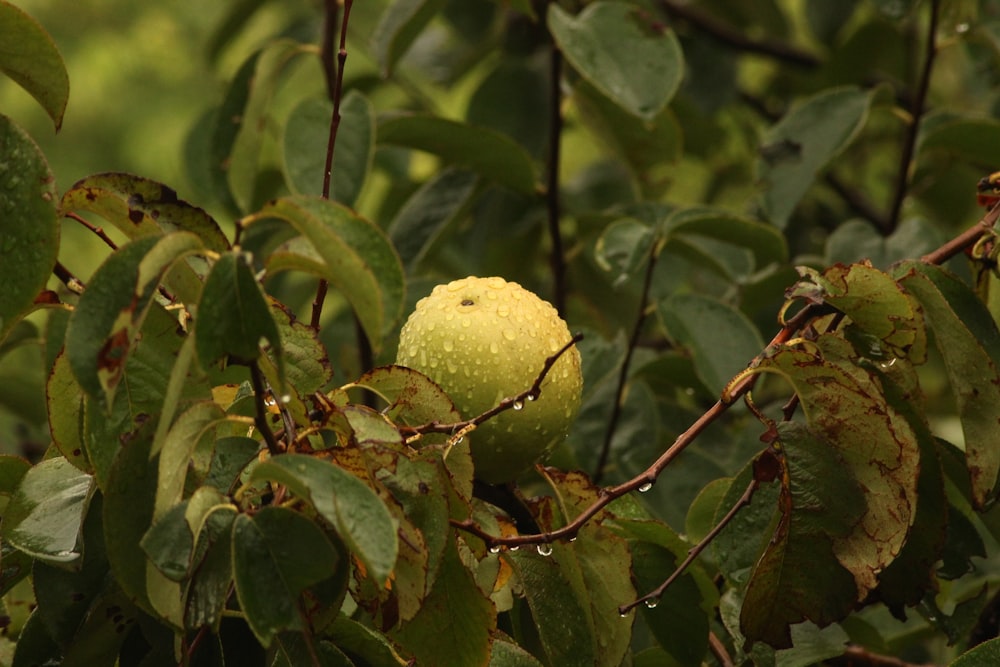 나무에 둥근 녹색 과일