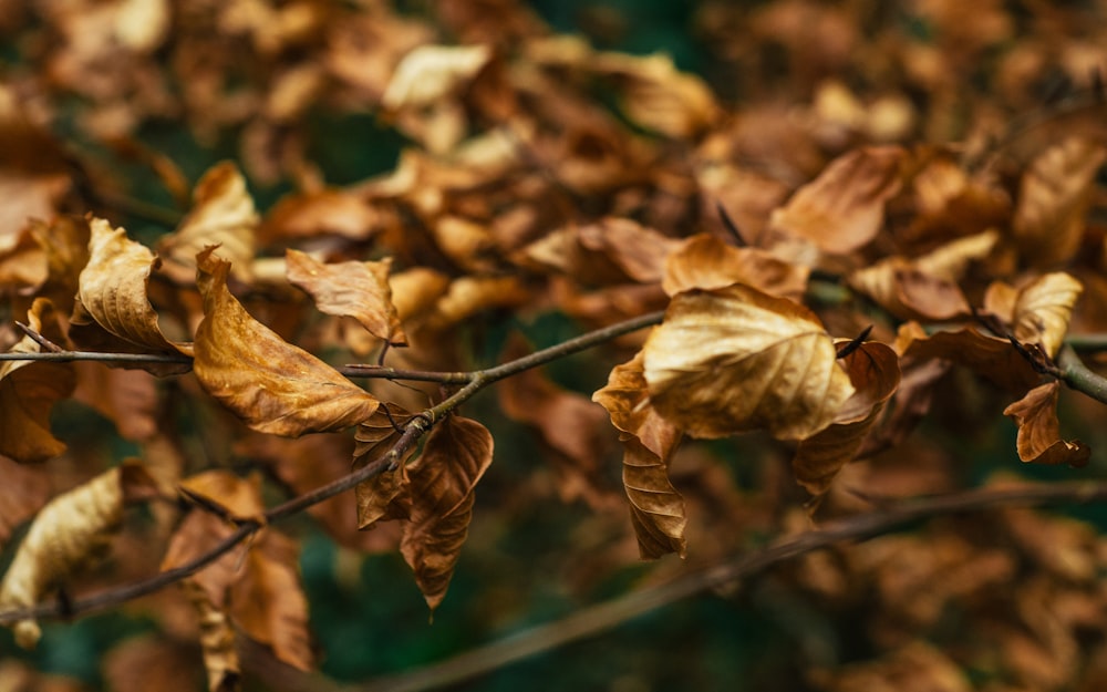 fotografia de foco raso de folhas secas
