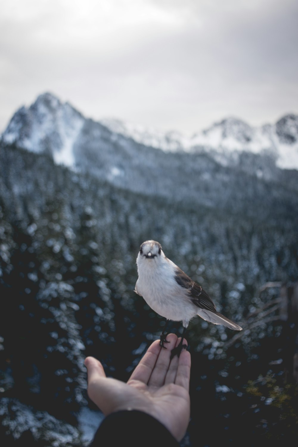 灰色の鳥を抱いている人