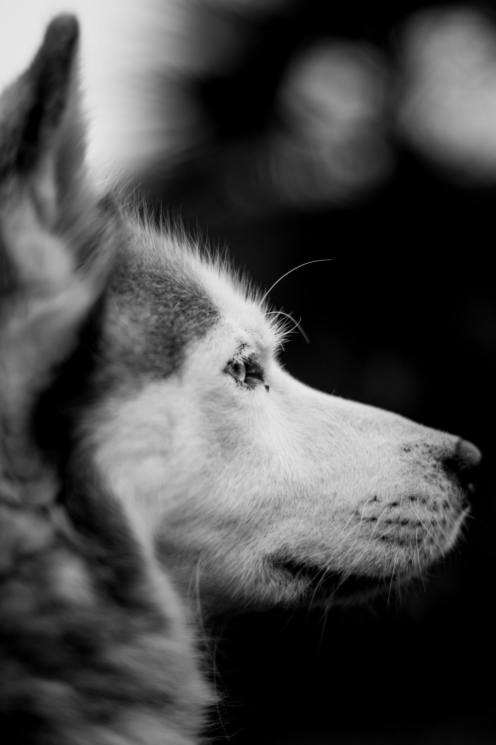 fotografia em tons de cinza da cabeça do lobo