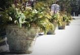 Large decorative stone pots filled with green foliage, including pine branches and other greenery, are lined up on a paved outdoor path. There are at least four pots arranged in a row, with the background showing more greenery and some architectural details as well as the borders of a park or garden.