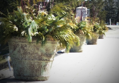 Large decorative stone pots filled with green foliage, including pine branches and other greenery, are lined up on a paved outdoor path. There are at least four pots arranged in a row, with the background showing more greenery and some architectural details as well as the borders of a park or garden.