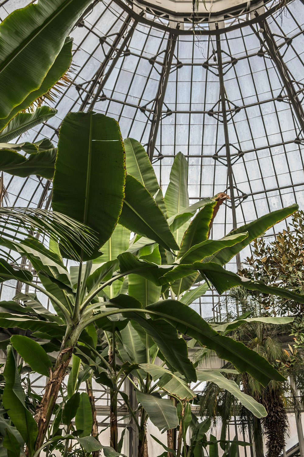 banana plant