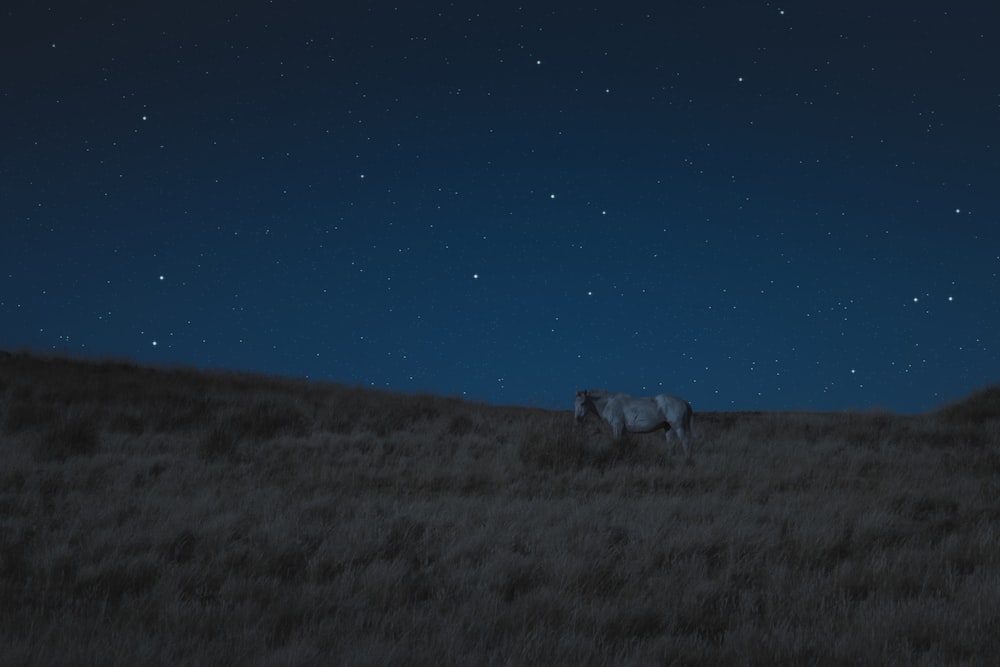 Caballo blanco sobre hierba marrón durante la noche