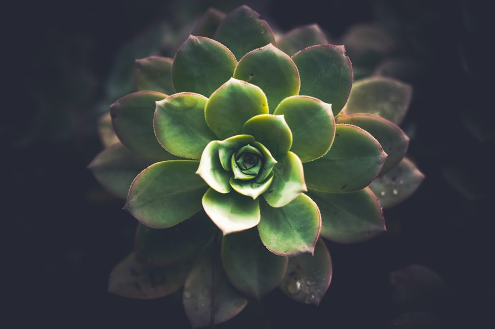 flat lay photo of succulent