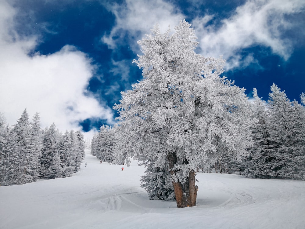 fotografia de planície de neve com árvores e nuvens
