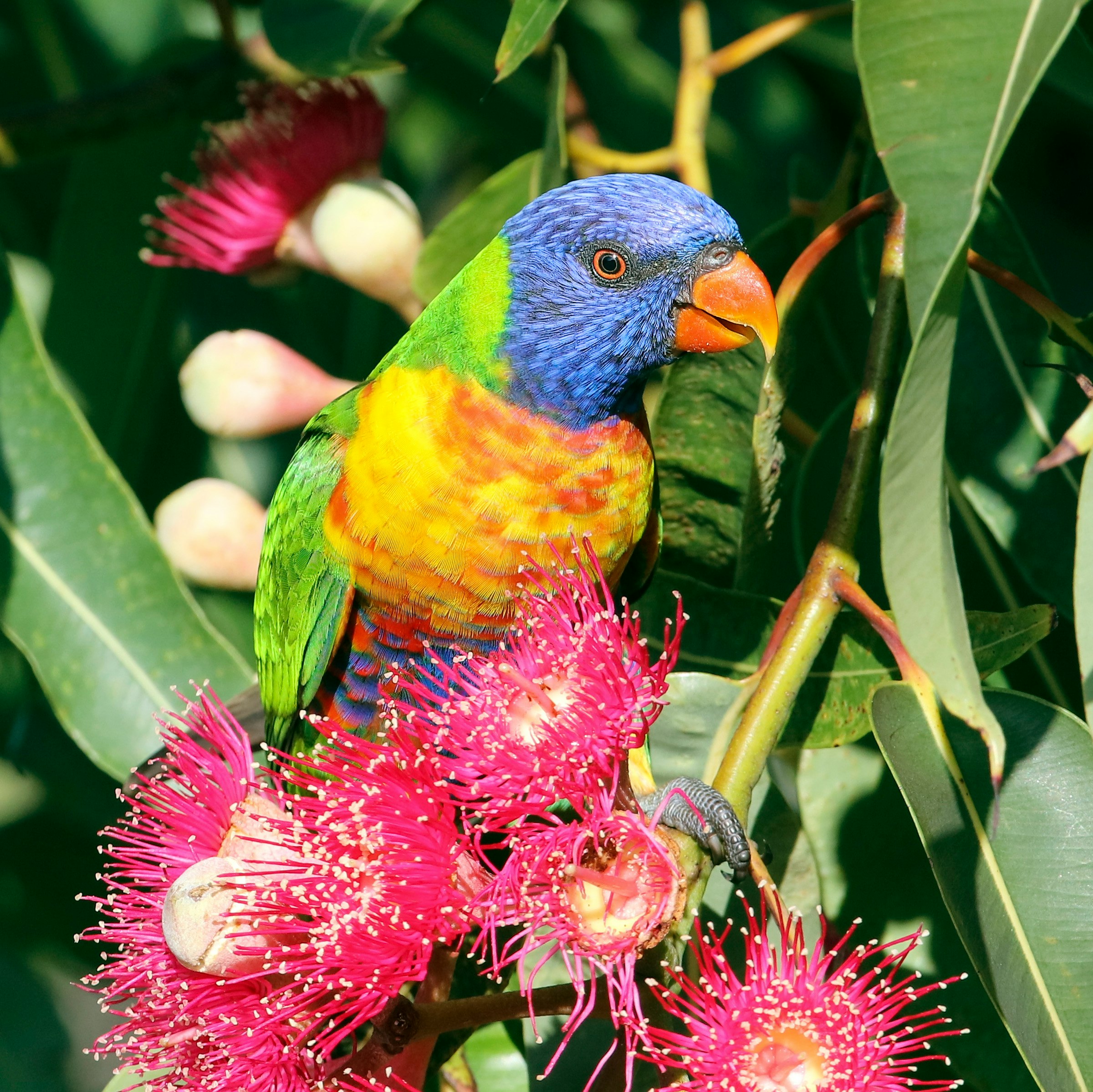 yellow, blue, and green parrot on red flower