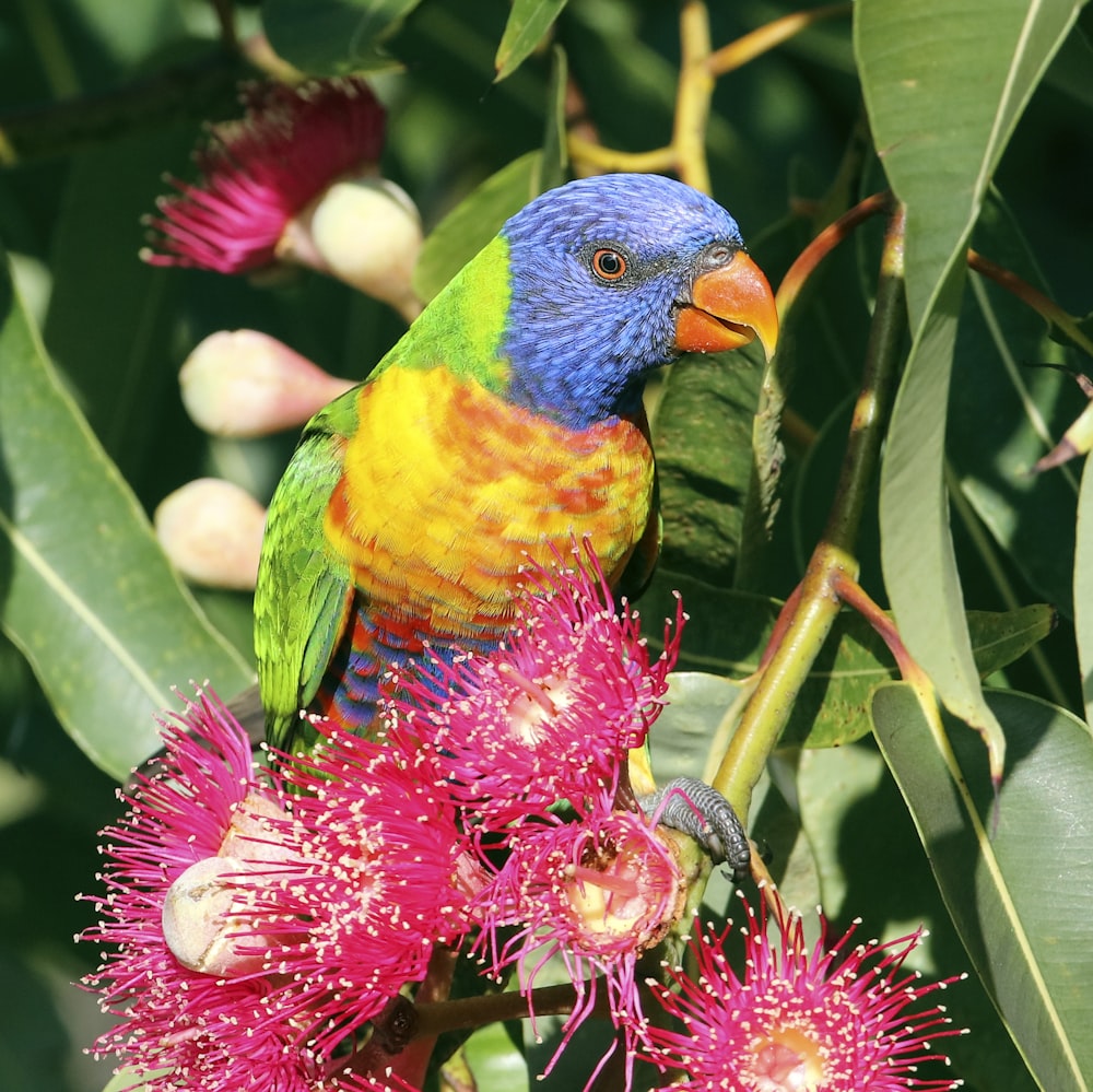 yellow, blue, and green parrot on red flower