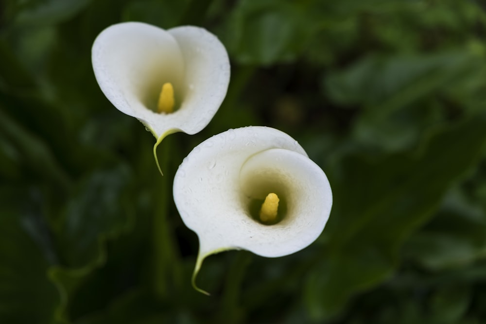 selective focus photography of white calla lily flowers