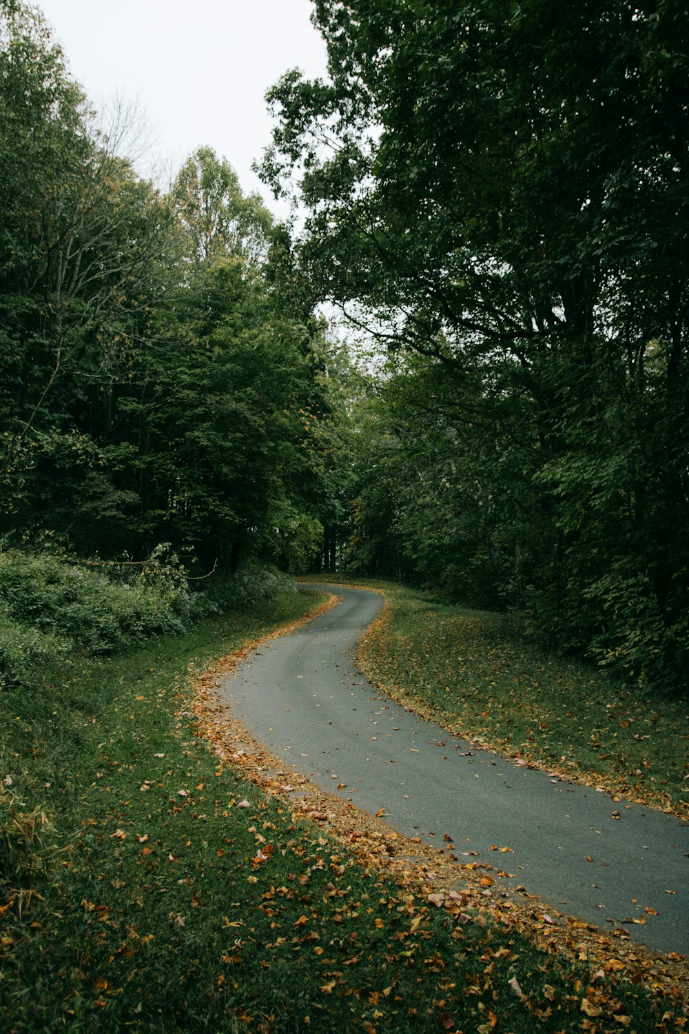 lined trees in pathway at daytime