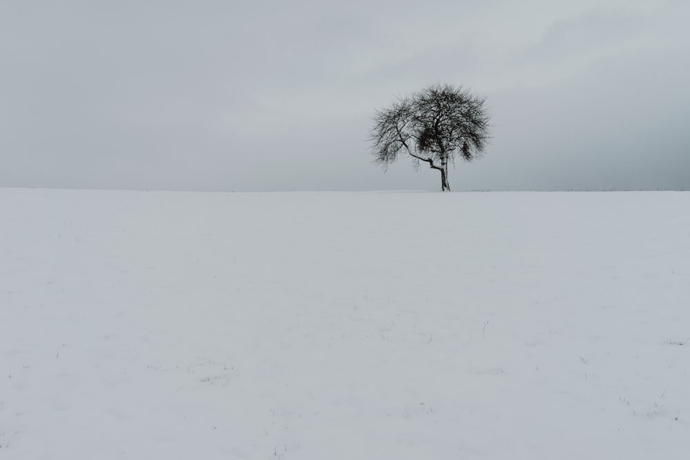 arbre sur champ de neige