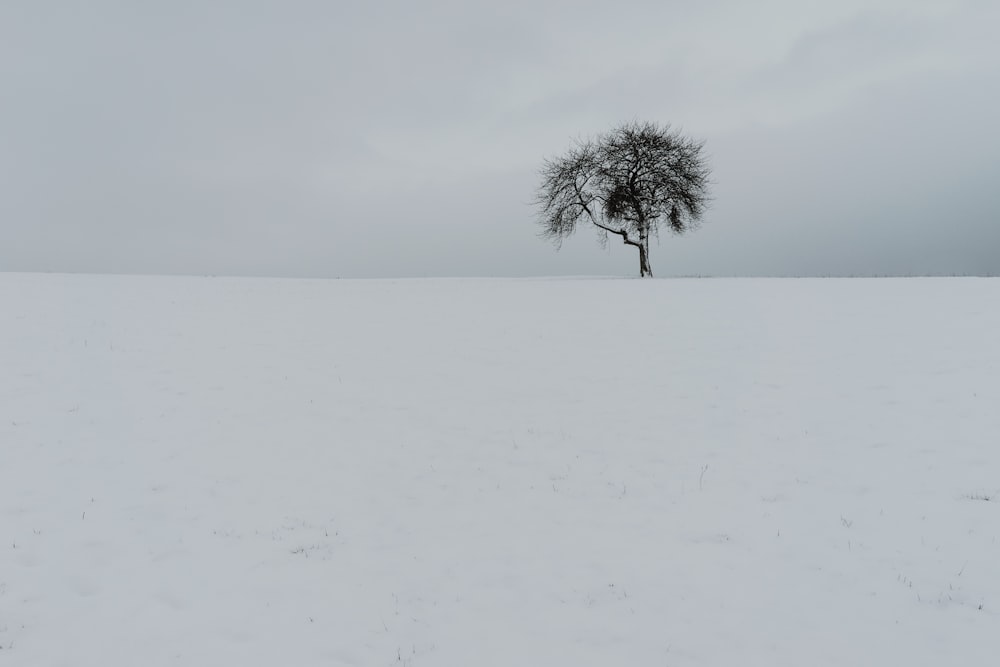 tree on snow field