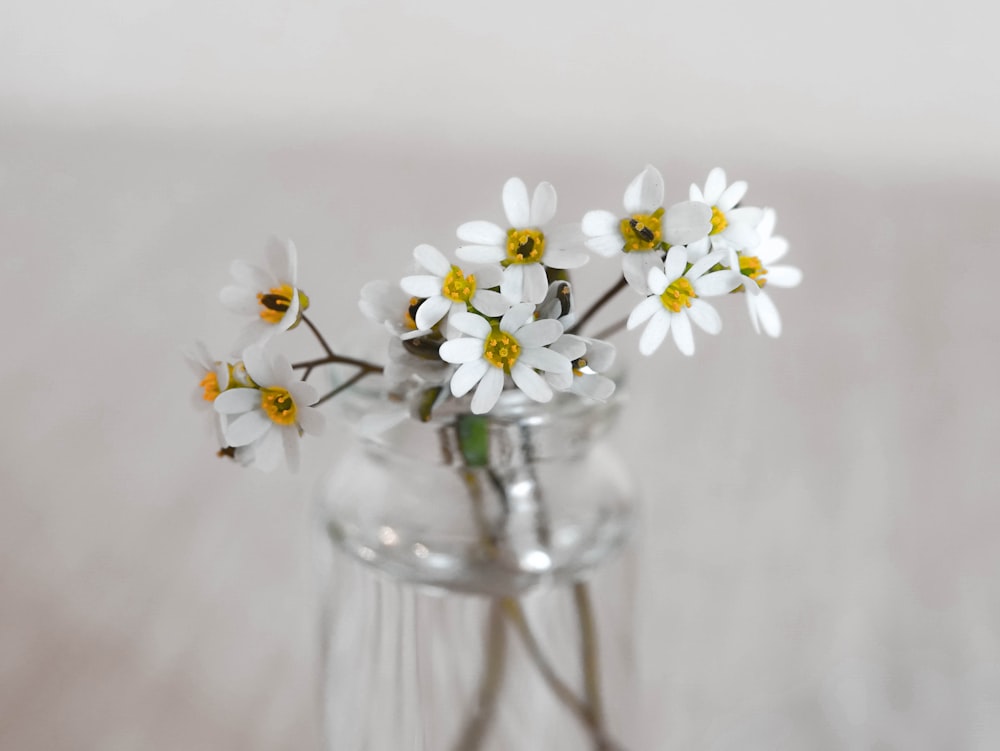 Fotografia de foco seletivo de flores brancas em frasco de vidro transparente