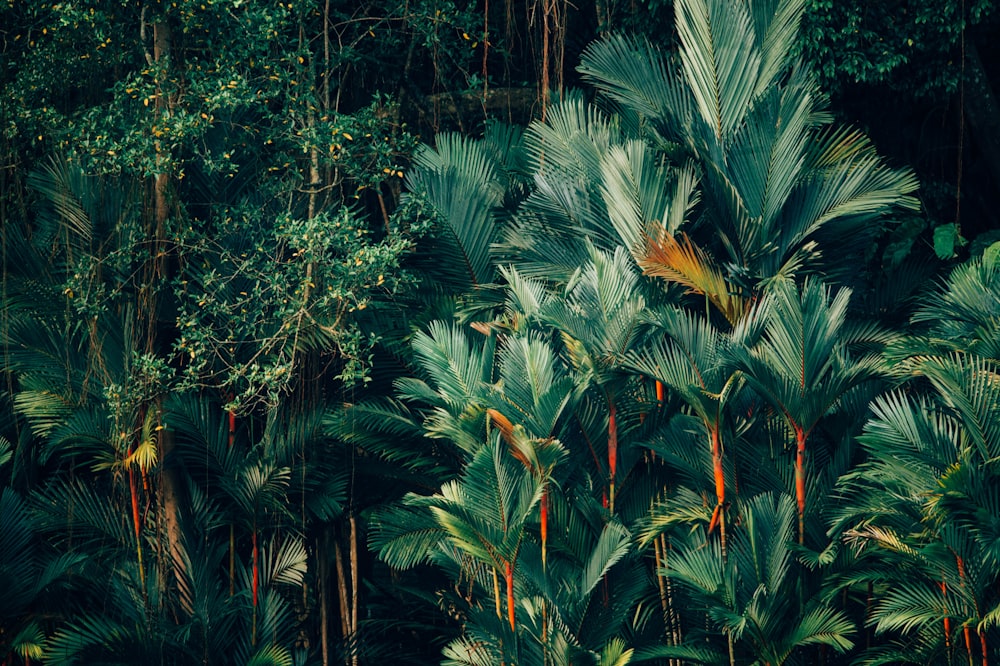 30k+ Tropical Forest Pictures  Download Free Images on Unsplash