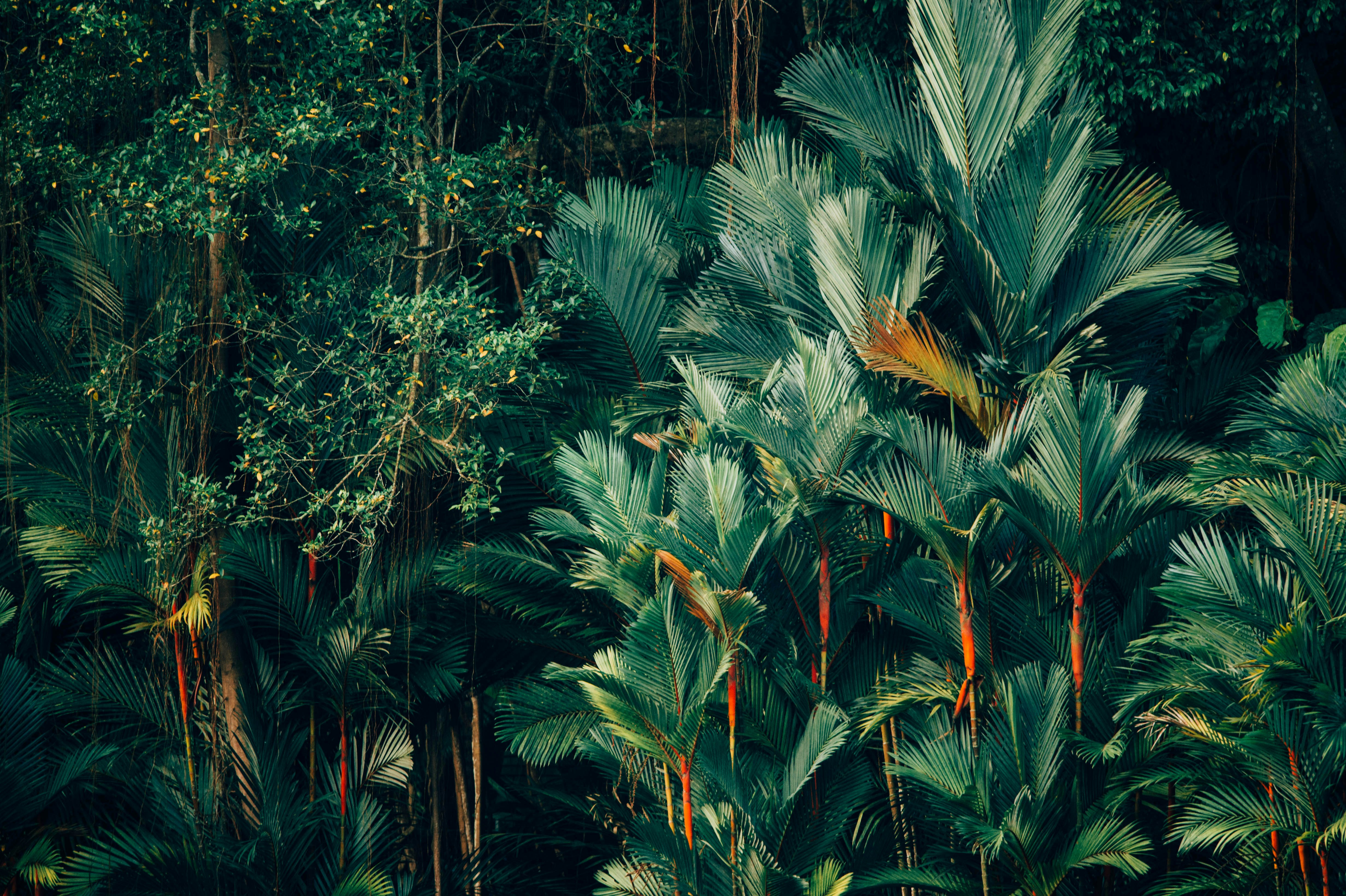 How Do You Build A Shelter In A Tropical Rainforest?