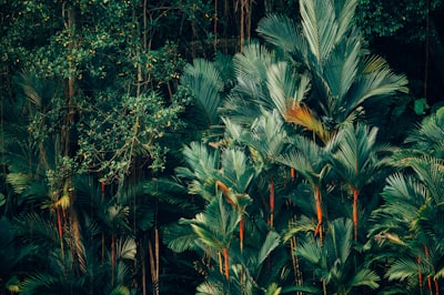 green trees under sunny sky tropical zoom background