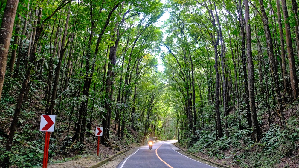 person riding motorcycle on roadway between green trees during daytime