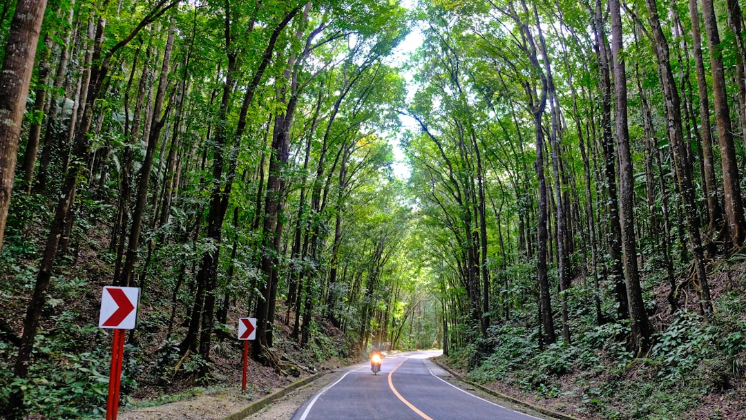 photo of Bohol Forest near Cebu