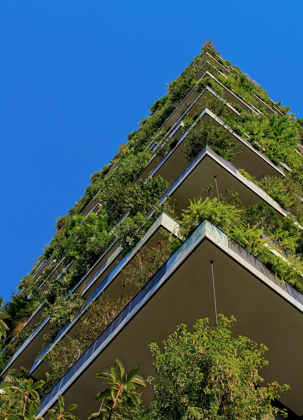 city building with large bamboo garden