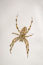 brown and black spider