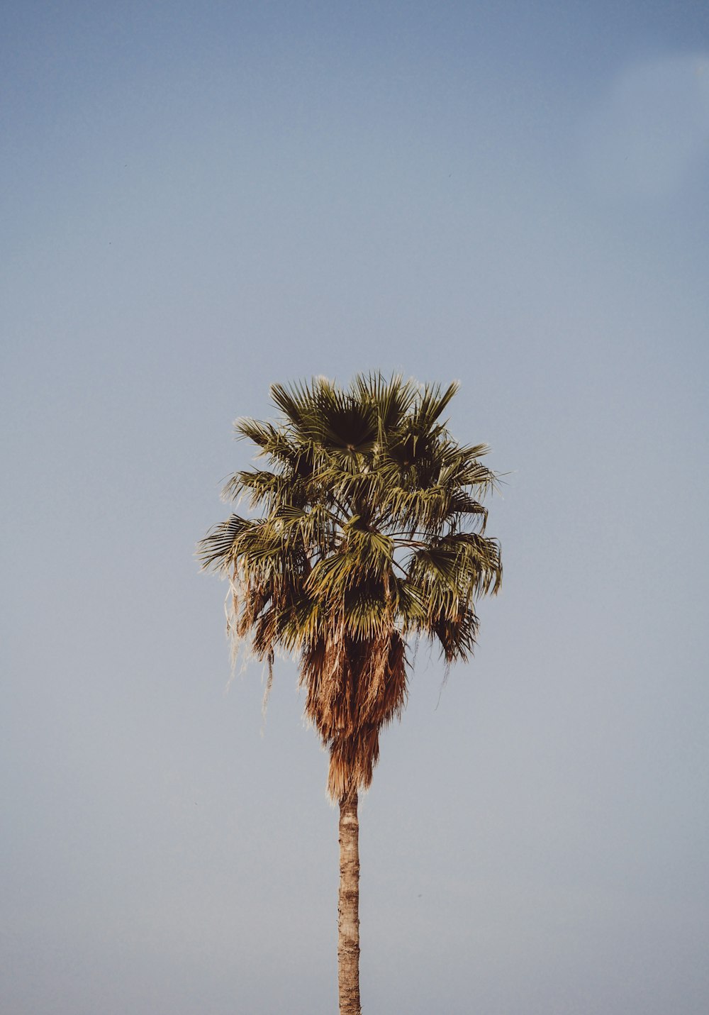 photo of palm tree
